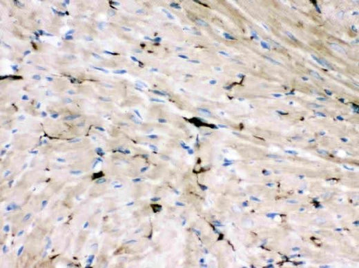 Anti-GAP43 Antibody (Monoclonal, GAP-7B10) Boster Bio