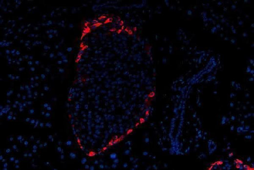 Anti-Glucagon Gcg Antibody (Monoclonal, K79bB10) Boster Bio