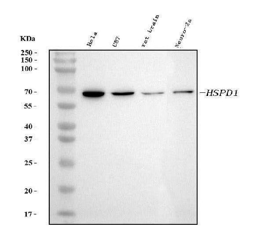 Anti-HSP60 Hspd1 Antibody (Monoclonal, LK1) Boster Bio