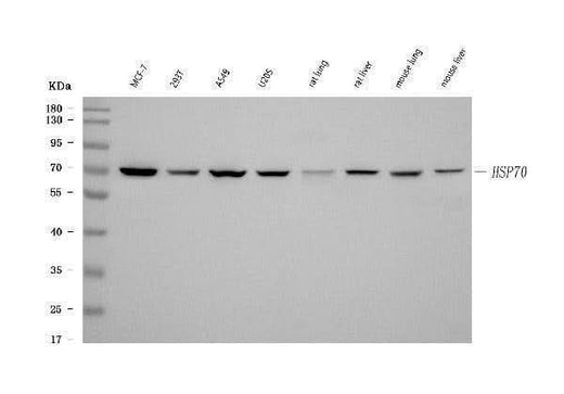 Anti-HSP70 Hspa1b Antibody (Monoclonal, BRM-22) Boster Bio