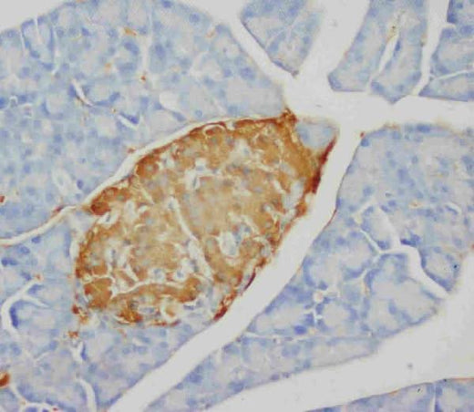 Anti-Insulin Ins2 Antibody (Monoclonal, K36AC10) Boster Bio