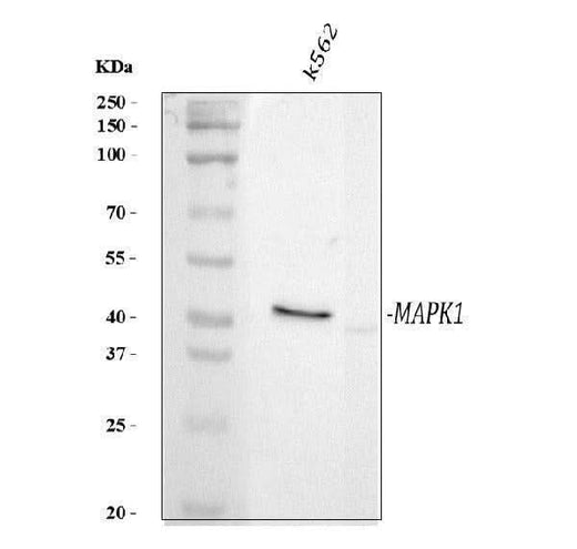 Anti-Phospho-MAP Kinase, Activated(Diphosphorylated ERK-1&2) Mapk3 Antibody (Monoclonal, MAPK-YT) Boster Bio