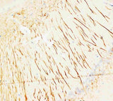 Anti-MAP2 Antibody (Monoclonal, HM-2) Boster Bio
