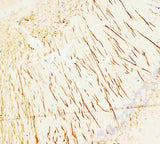 Anti-MAP2 Antibody (Monoclonal, HM-2) Boster Bio