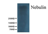 Anti-Nebulin Antibody (Monoclonal, NB2) Boster Bio