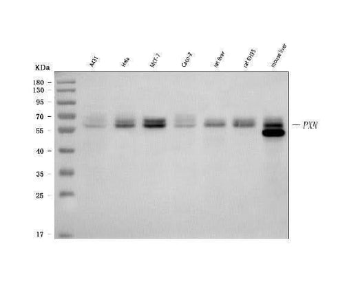 Anti-Paxillin Pxn Antibody (Monoclonal, PXC-10) Boster Bio