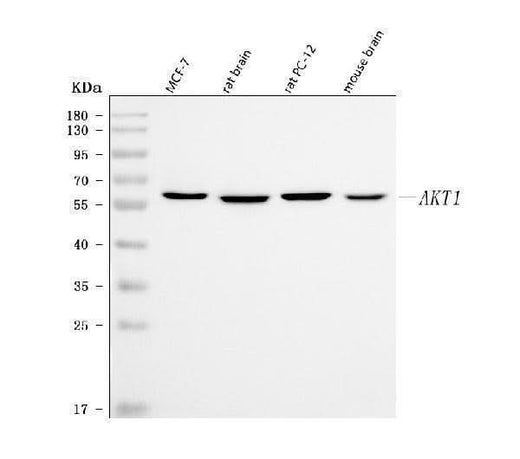 Anti-PKB Alpha Akt1 Antibody (Monoclonal, PKB-175) Boster Bio