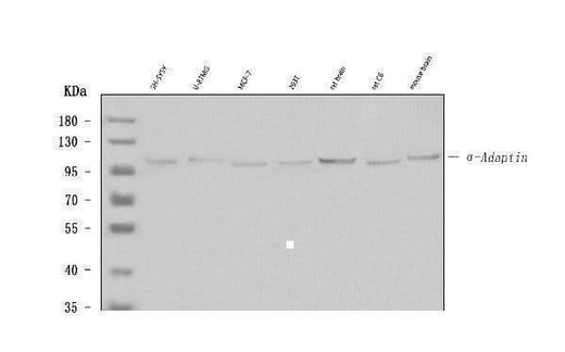 Anti-Alpha-Adaptin AP2A1 Antibody (Monoclonal, 100/2) Boster Bio