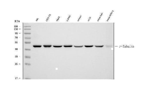 Anti-Gamma-Tubulin GGA3 Antibody (Monoclonal, GTU-88) Boster Bio