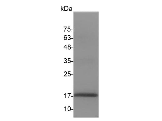 > 98 % as determined by reducing SDS-PAGE.