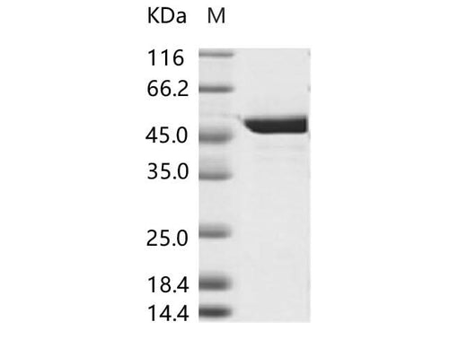 > 95 % as determined by reducing SDS-PAGE.