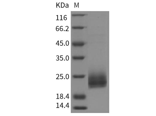 > 95 % as determined by reducing SDS-PAGE.