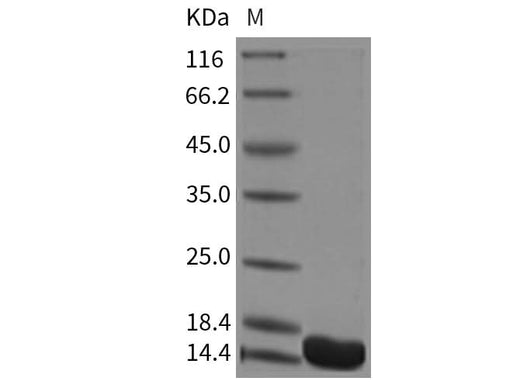> 95 % as determined by reducing SDS-PAGE.