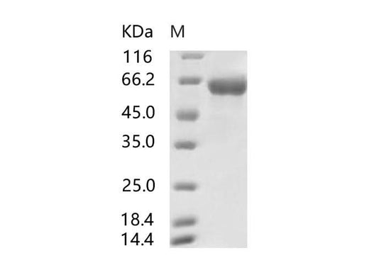 > 95 % as determined by reducing SDS-PAGE.