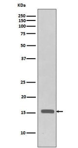 Anti-Phospho-Histone H3 (T3) H3F3A Monoclonal Antibody Boster Bio
