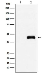 Anti-HA-Tag Mouse Monoclonal Antibody Boster Bio