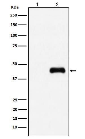 Anti-HA-Tag Mouse Monoclonal Antibody Boster Bio