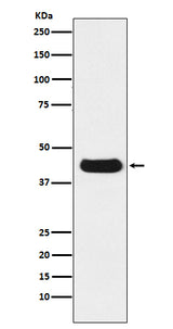 Anti-V5-tag Mouse Monoclonal Antibody Boster Bio
