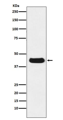 Anti-V5-tag Mouse Monoclonal Antibody Boster Bio