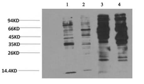 Western Blot analysis of 1) Jurkat, 2) 293T, 3) Rat brain, 4) Mouse brain with Phosphotyrosine Monoclonal Antibody at dilution of 1:2000