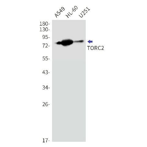 Western blot detection of TORC2 in A549,HL-60,U251 cell lysates using TORC2 Rabbit mAb(1:1000 diluted).Predicted band size:73kDa.Observed band size:80kDa.