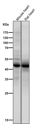 Anti-Phospho-p53 (S376) TP53 Rabbit Monoclonal Antibody Boster Bio
