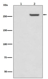 Anti-Phospho-mTOR (S2481) Rabbit Monoclonal Antibody Boster Bio