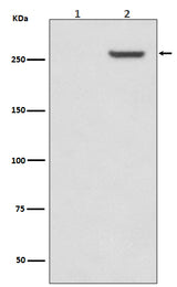 Anti-Phospho-mTOR (S2481) Rabbit Monoclonal Antibody Boster Bio