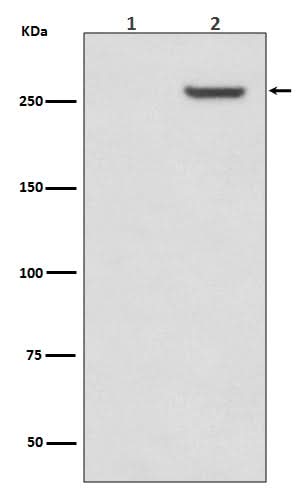 Anti-Phospho-mTOR (S2481) Rabbit Monoclonal Antibody Boster Bio
