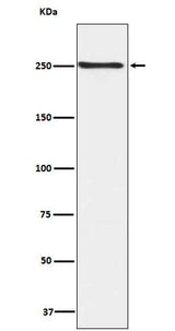 Anti-Phospho-mTOR (S2448) Rabbit Monoclonal Antibody Boster Bio