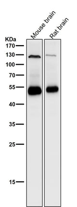 Anti-Phospho-PTEN (S380) Rabbit Monoclonal Antibody Boster Bio