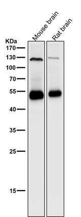 Anti-Phospho-PTEN (S380) Rabbit Monoclonal Antibody Boster Bio