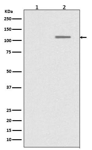 Anti-Phospho-SIRT1 (S47) Rabbit Monoclonal Antibody Boster Bio