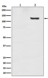 Anti-Phospho-SIRT1 (T530) Rabbit Monoclonal Antibody Boster Bio