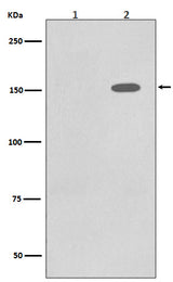 Anti-Phospho-EGFR (Y1086) Rabbit Monoclonal Antibody Boster Bio