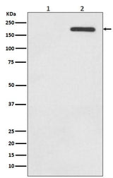 Anti-Phospho-EGFR (Y1092) Rabbit Monoclonal Antibody Boster Bio