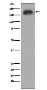 Anti-Phospho-EGFR (Y1092) Rabbit Monoclonal Antibody Boster Bio