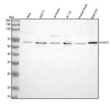 Anti-Phospho-AKT1 (T450) Rabbit Monoclonal Antibody Boster Bio