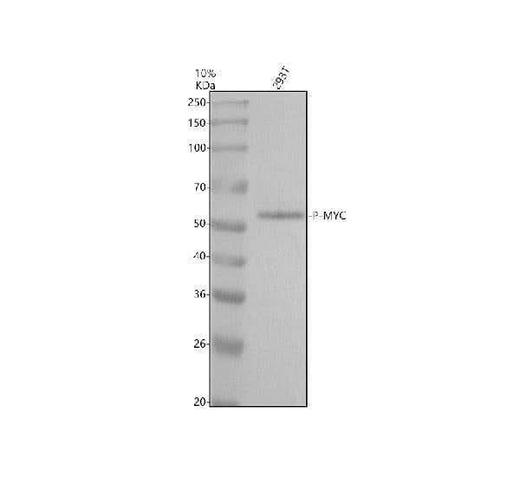 Anti-Phospho-c-Myc (T58 + S62) Rabbit Monoclonal Antibody Boster Bio