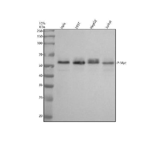 Anti-Phospho-c-Myc (T58) Rabbit Monoclonal Antibody Boster Bio