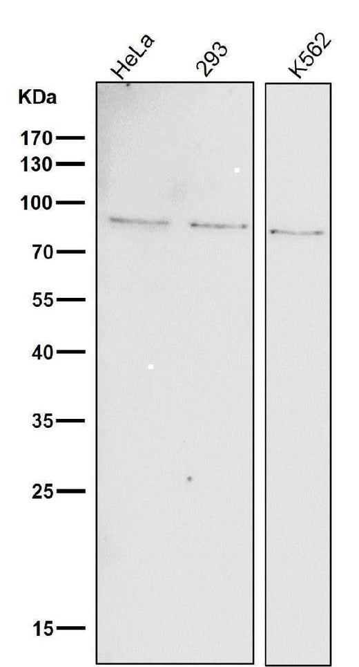 Anti-Phospho-STAT1 (Y701) Rabbit Monoclonal Antibody Boster Bio