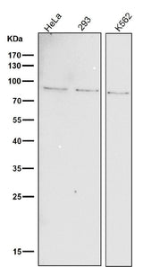 Anti-Phospho-STAT1 (Y701) Rabbit Monoclonal Antibody Boster Bio