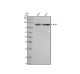 Anti-Phospho-B Raf (T401) Rabbit Monoclonal Antibody Boster Bio
