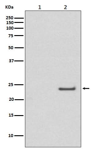 Anti-Phospho-Rac1/Cdc42 (Ser71) Rabbit Monoclonal Antibody Boster Bio