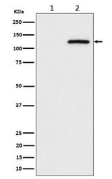 Anti-Phospho-CBL (S669) Rabbit Monoclonal Antibody Boster Bio
