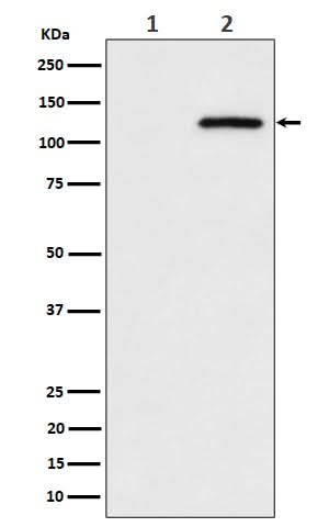 Anti-Phospho-CBL (S669) Rabbit Monoclonal Antibody Boster Bio