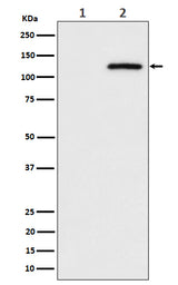 Anti-Phospho-CBL (S669) Rabbit Monoclonal Antibody Boster Bio