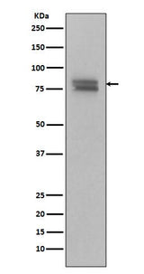 Anti-Phospho-v-Myb + c-Myb (S11) Rabbit Monoclonal Antibody Boster Bio