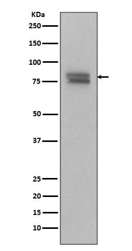 Anti-Phospho-v-Myb + c-Myb (S11) Rabbit Monoclonal Antibody Boster Bio