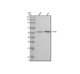 Anti-Phospho-IRF3 (S386) Rabbit Monoclonal Antibody Boster Bio